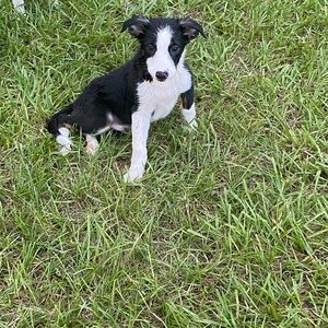 Meet your Posher, Ginger